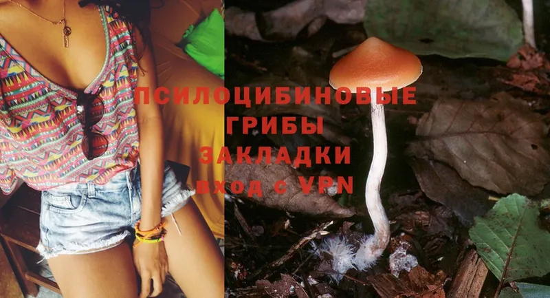 Псилоцибиновые грибы Psilocybine cubensis  закладка  Анива 